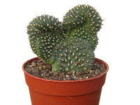 Plantes cristata