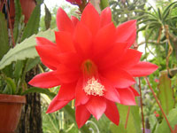 Epiphyllum et épiphytes