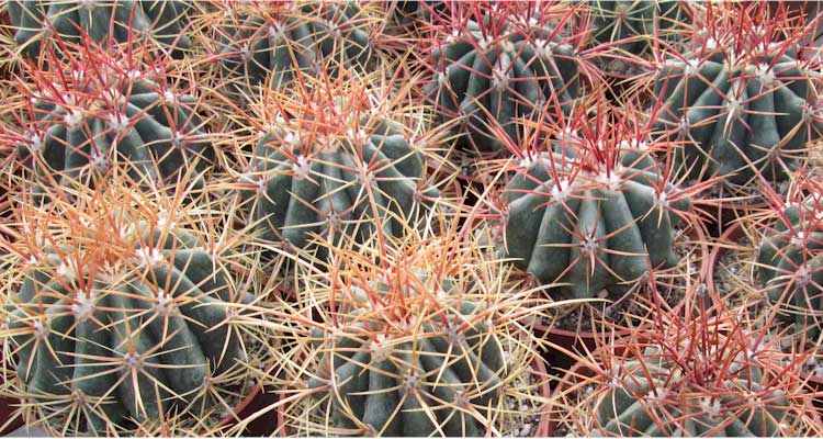 Ferocactus diguetii x pilosus