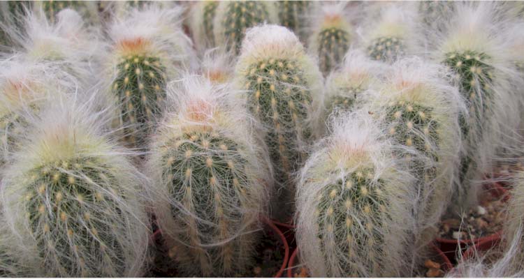 Espostoa lanata 'Rubrispina'