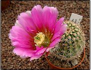 Echinocereus bonkerae (fendleri var. bonkerae)   - Pot  5 cm