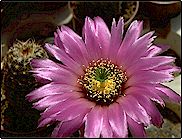 Echinocereus reichenbachii ssp. perbellus   - Pot  5 cm