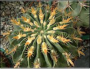 Ferocactus latispinus var. flavispinus   - Pot  5 cm