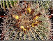 Ferocactus wislizenii   - Pot  8 cm