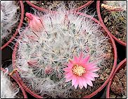 Mammillaria bocasana 'Splendens'   - Pot  5 cm