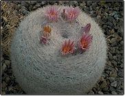 Mammilloydia candida (Mammillaria candida) 