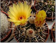 Parodia mammulosa ssp. submammulosa (Noto.submammulosus)   - Pot  5 cm