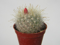 Mammillaria senilis (Mamillopsis senilis)   - Pot  5 cm