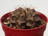 Gymnocalycium anisitsii  (damsii) GH254-437   - Pot  5 cm