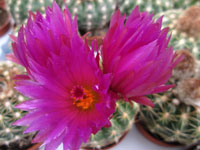 Parodia werneri (Notocactus uebelmannianus)   - Pot  6 cm