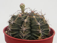 Gymnocalycium mihanovicchii   - Pot  5 cm