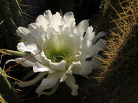 Echinopsis camarguensis (Trichocereus camarguensis)   - H 25-30 cm