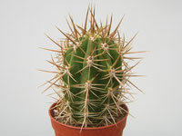 Echinopsis chiloensis (Trichocereus)   - Pot  5 cm