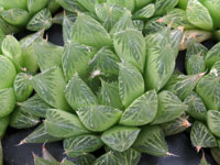 Haworthia cooperi  'Vittata'   - Pot  8 cm