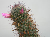 Mammillaria mazatlanensis   - Pot  5 cm