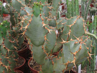 Euphorbia caerulescens   - Pot 14 cm