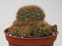 Echinopsis arachnacantha ( Lobivia arachn. v. vallegrandensis)   - Pot  5 cm