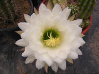 Echinopsis candicans (Trichocereus)   - Pot  5 cm