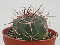 Gymnocalycium tillianum WR227   - Pot  5 cm