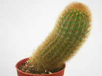 Cleistocactus icosagonus (Borzicactus icosagonus)   - Pot  5 cm