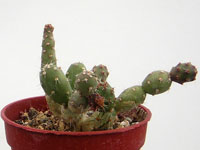 Maihueniopsis minuta (Tephrocactus minutus)   - Pot  5 cm