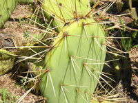 Opuntia engelmannii   - Bouture