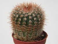 Parodia erubescens (Notocactus schlosseri)   - Pot  6 cm