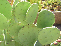 Opuntia cacanapa 'Ellisiana' 