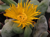 Glottiphyllum oligocarpum   - Pot  6 cm