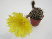 Echinopsis aurea  (Lobivia aurea) P 4   - Pot  5 cm