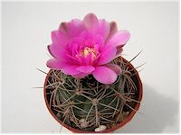 Gymnocalycium neuhuberi   - Pot  5 cm