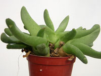 Glottiphyllum sp. ISI 1759   - Pot  6 cm