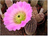 Echinocereus reichenbachii ssp. armatus   - Pot  5 cm