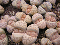 Lithops karasmontana ssp. eberlanzii C208   - Pot  5 cm