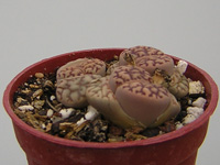 Lithops bromfieldii var. mennellii C 44   - Pot  5 cm