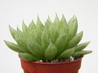 Haworthia cymbiformis var. transiens   - Pot  5 cm