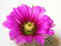 Echinocereus apachensis MH149 