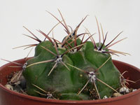 Gymnocalycium monvillei ssp. achirasense (chacrasense) LB 354   - Pot  5 cm