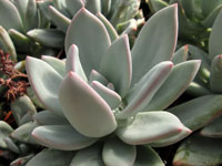 Pachyveria 'Powder Puff'   - Pot  6 cm