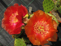 Opuntia 'Professeur Berthet'   - Pot 12 cm