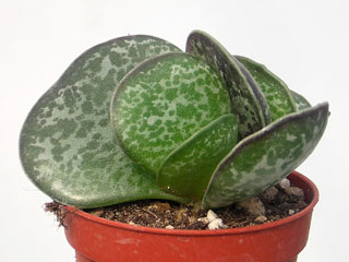 Adromischus trigynus 1 (ex Adr. maculatus)   - Pot  5 cm