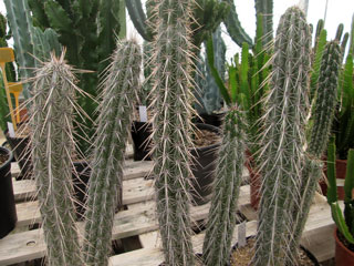 Pachycereus hollianus (Lemaireocereus)   - Pot  6 cm