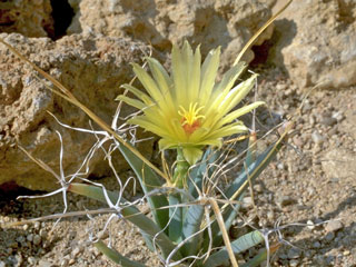 Leuchtenbergia principis 