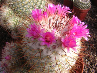 Mammillaria bombycina   - Pot  6 cm