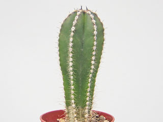 Pachycereus marginatus (Marginatocereus)   - Pot  6 cm