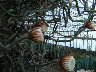 Selenicereus pteranthus, éclosion des fleurs