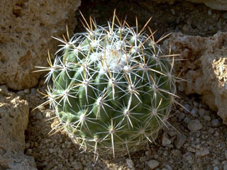 Thelocactus conothelos   - Pot  5 cm