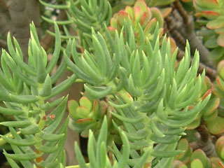 Crassula tetragona   - Pot  5 cm