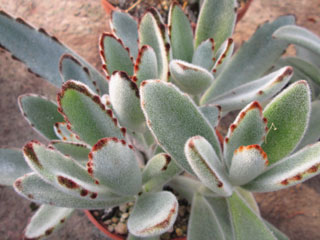 Kalanchoe tomentosa   - Pot  6 cm