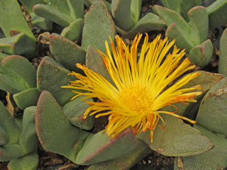 Pleiospilos compactus 'Magnipunctatus'   - Pot  8 cm